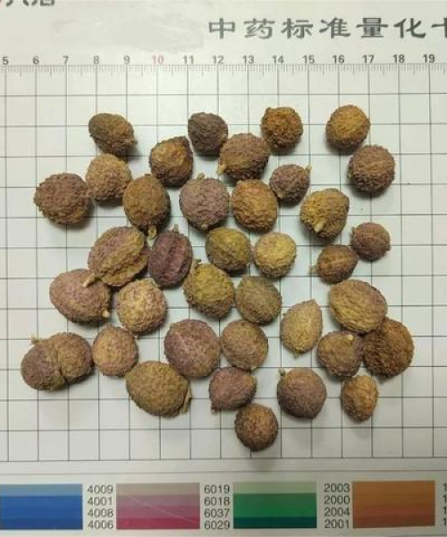 广东鸡血藤收购最新价格公布