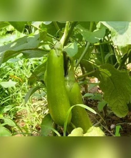 启东美食前十名排名