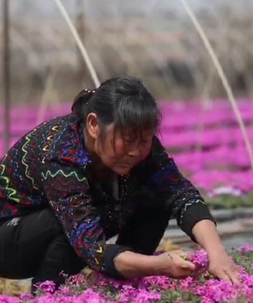 河南花卉世界排名及其产业影响力