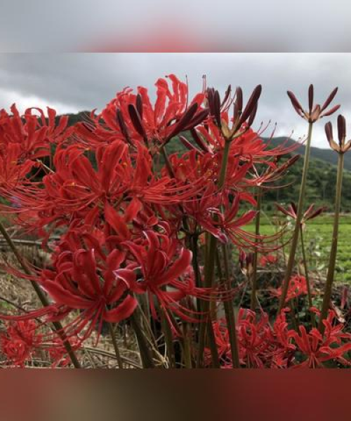 玄幻世界植物排名