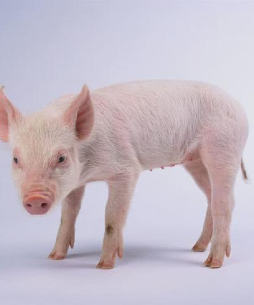 今日生猪价格揭阳最新动态分析