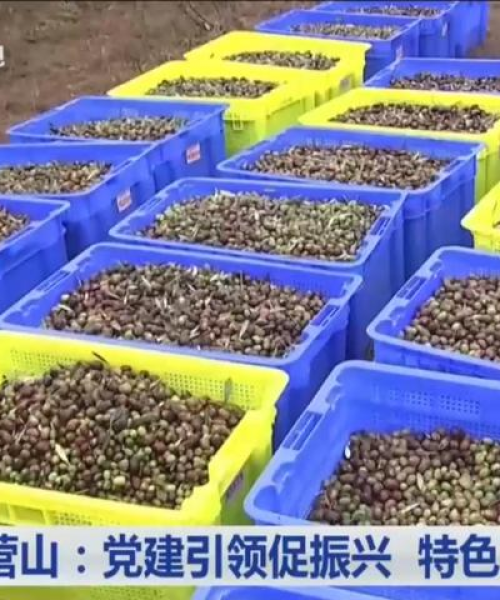 南充橄榄公司排名揭晓，权威数据揭示行业格局