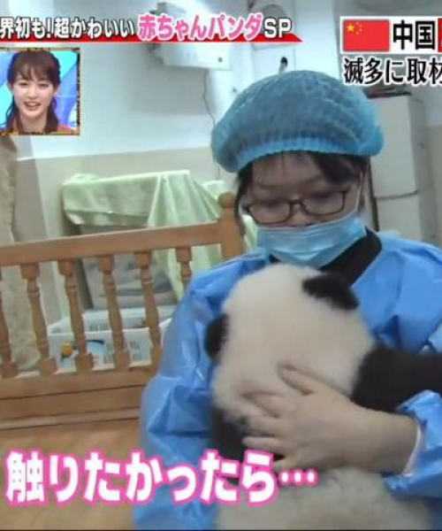 熊猫小奇迹今日最新动态