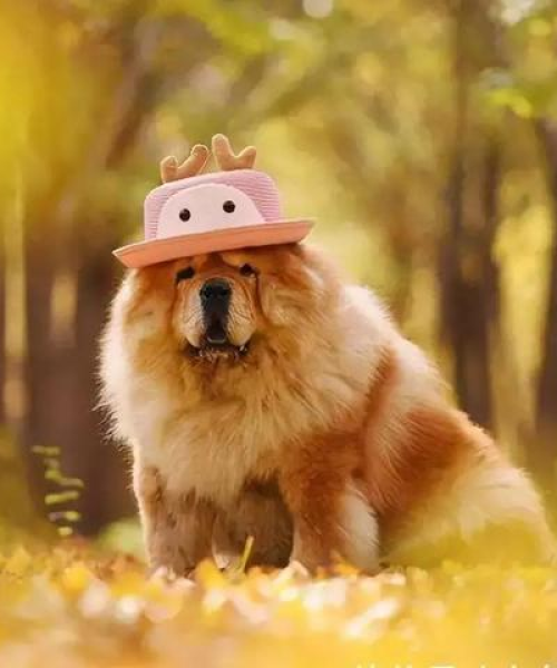 关于松狮犬禁养名单的最新公告